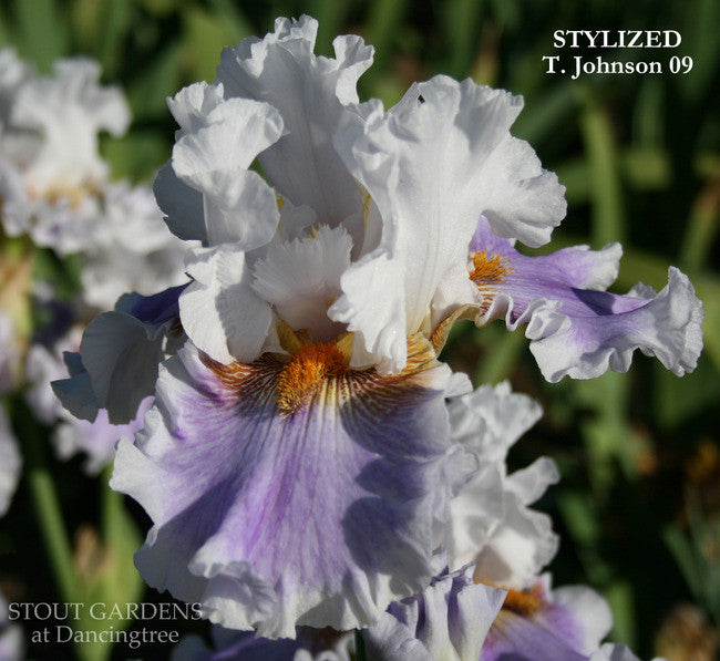 Iris STYLIZED