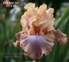 Iris PLEASURE STATE