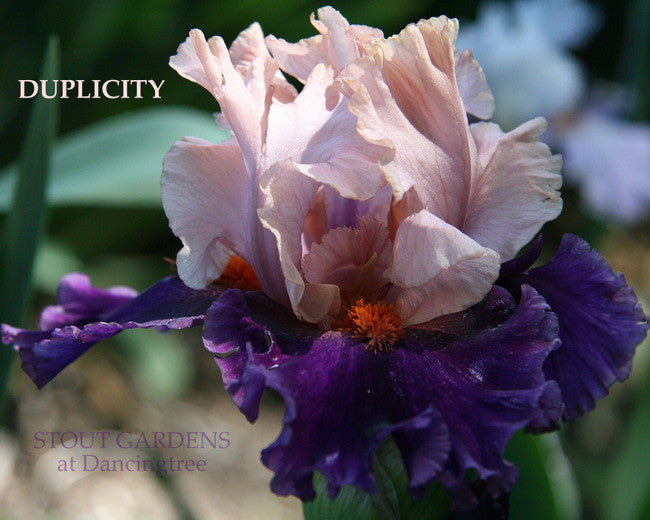 Iris DUPLICITY