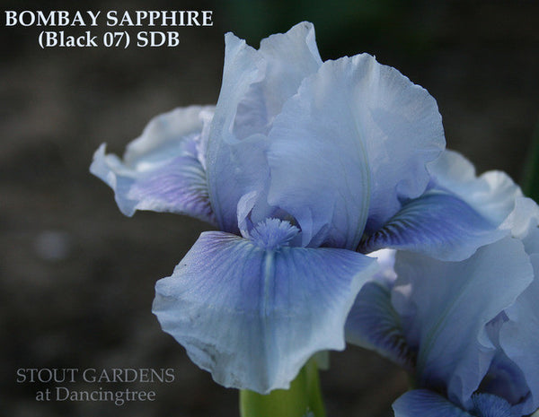 Iris BOMBAY SAPPHIRE