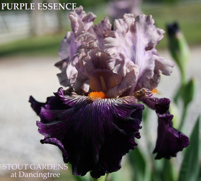 Iris PURPLE ESSENCE