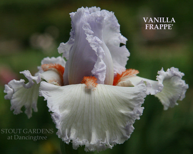 Iris VANILLA FRAPPE'