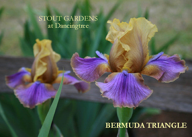 Iris BERMUDA TRIANGLE