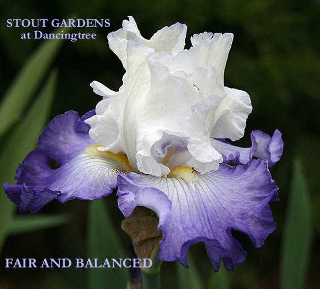 Iris FAIR AND BALANCED