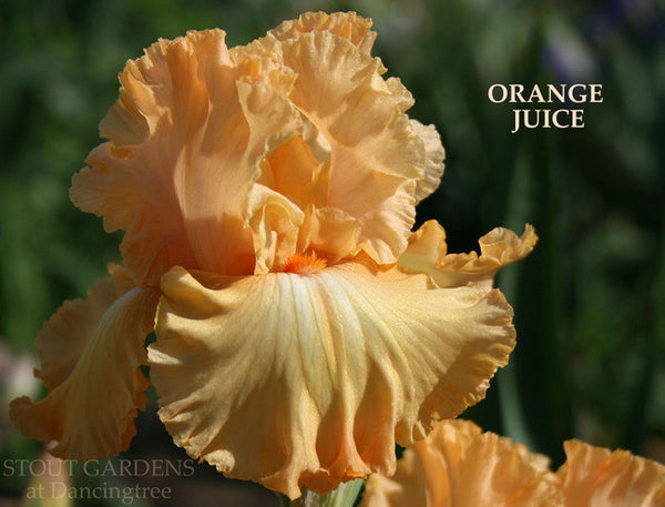 Iris ORANGE JUICE