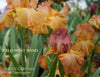 IRIS WILD WEST WIND