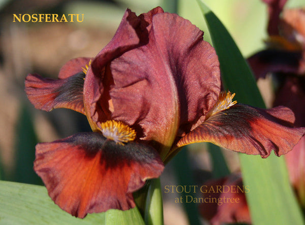 Iris NOSFERATU