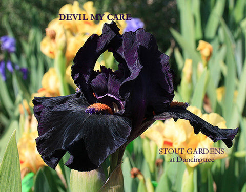 Iris Devil May Care