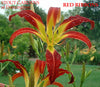 Daylily RED RIBBONS