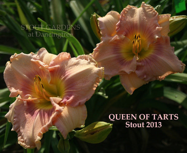 Daylily QUEEN OF TARTS