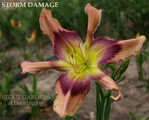 Daylily Storm Damage