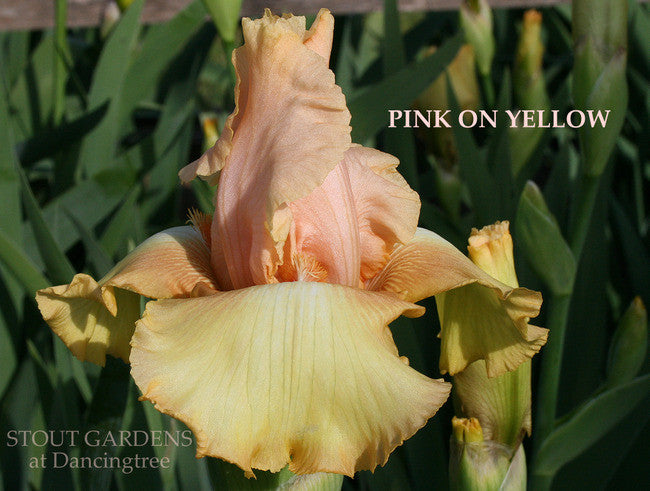 IRIS PINK ON YELLOW