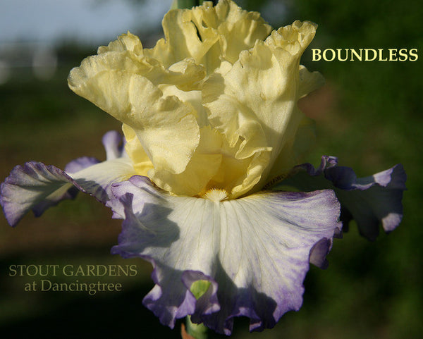 Iris BOUNDLESS