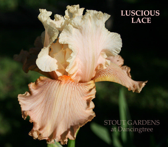 IRIS LUSCIOUS LACE