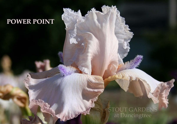 IRIS POWER POINT