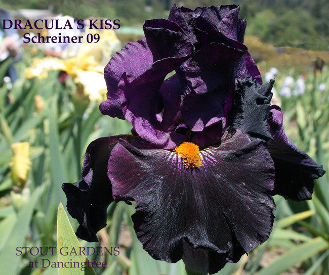 Iris DRACULA'S KISS