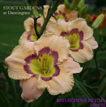 Daylily Reflections In Time