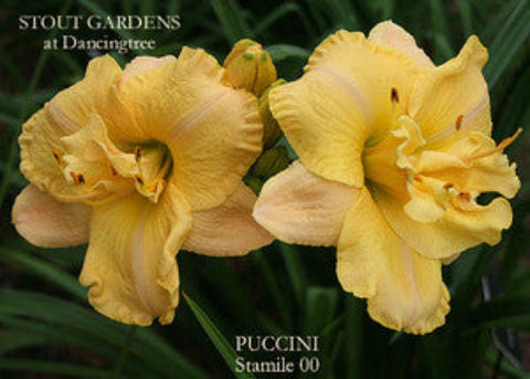 Daylily Puccini