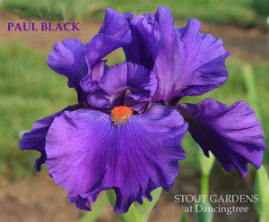 Iris PAUL BLACK