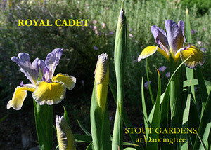 Iris ROYAL CADET