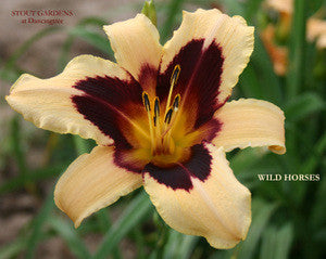 Daylily WILD HORSES