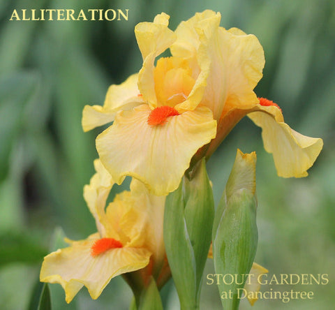 Iris Alliteration