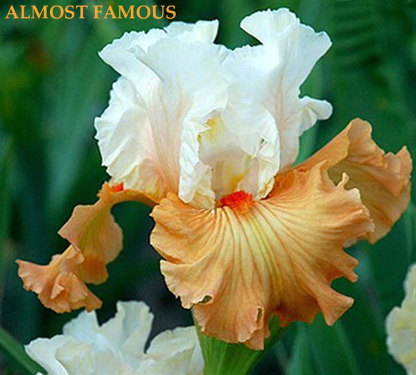 Iris Almost Famous